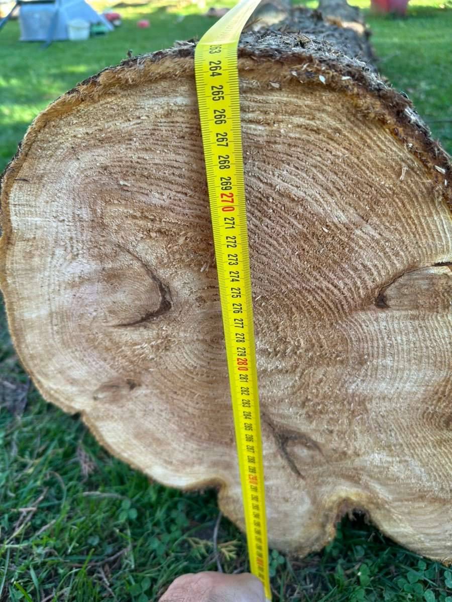 Thuja Stamm ca.40 Jahre alt.,  50,- (4722 Steegen) - willhaben