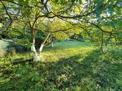 Grundstück kaufen in Wien – 2 474 m², € 849.000 – Bild 6 von 8