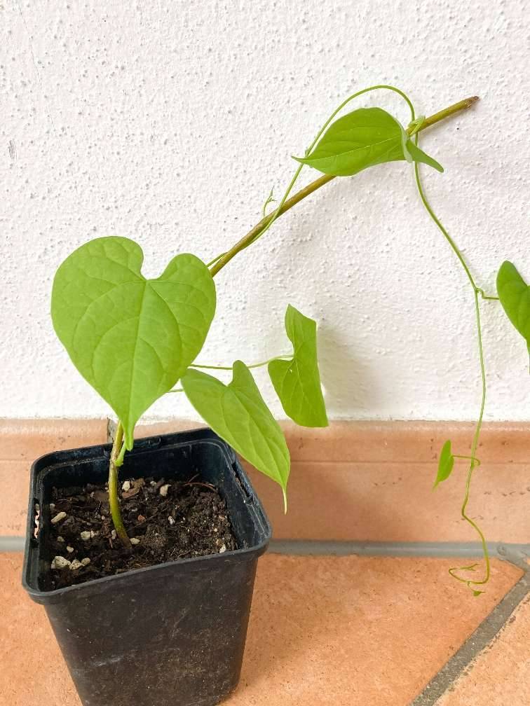 bio saatgut onlineshop Bio-Saatgut Abobox 'Gartengemse'