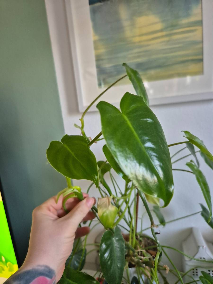 Philodendron burle marx variegata,  1,- (1210 Wien) - willhaben