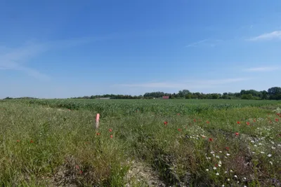 Grundstück kaufen in Neusiedl am See – 524 m², € 136.000 – Bild 2 von 5