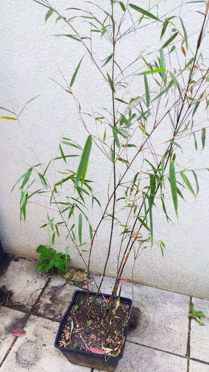 Bambus im Topf ca 170cm hoch Winterhart immergrn kein Rhizomsperre,  10,-  (1220 Wien) - willhaben