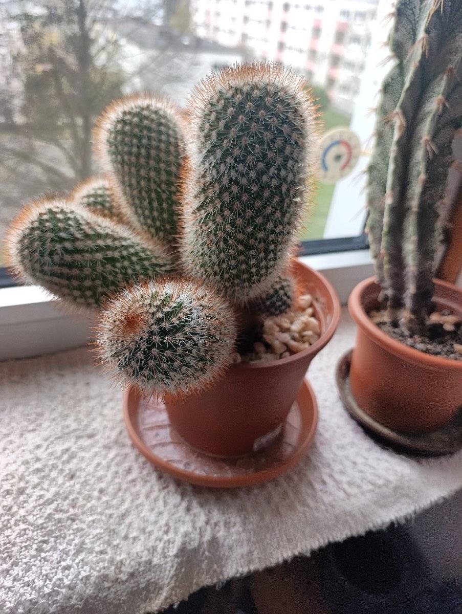 kaktus schwiegermutterstuhl giftig Schwiegermutterstuhl Echinocactus grusonii main image 0