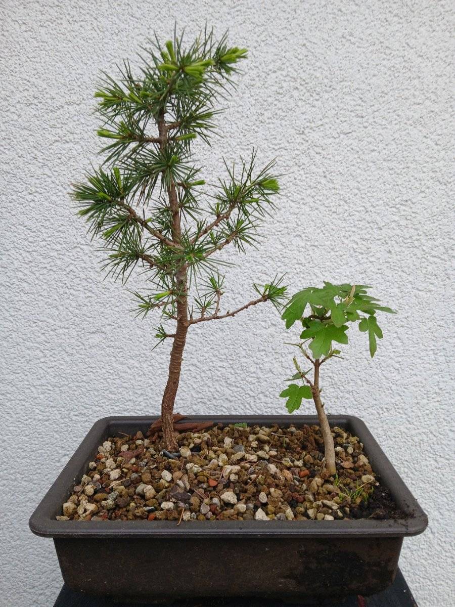 Libanon Zeder,  15,- (1210 Wien) - willhaben