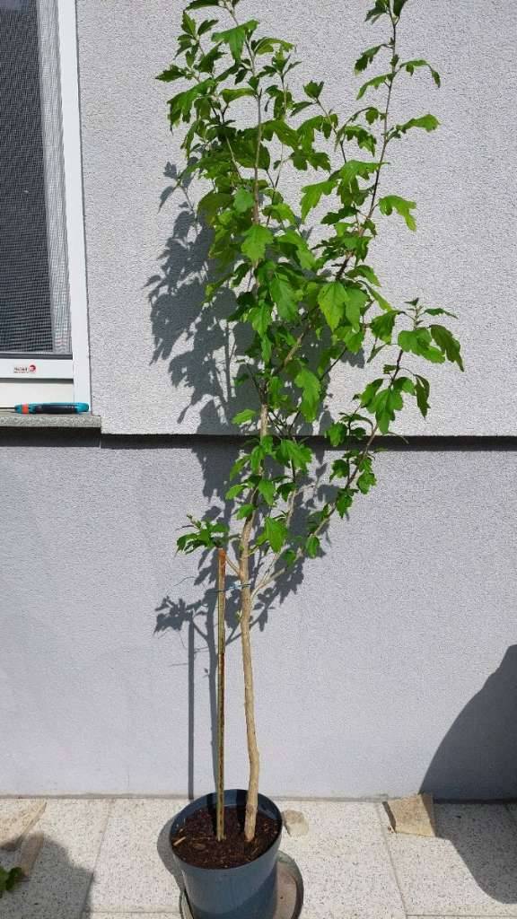 Hibiskus Hochstamm,  10,- (2380 Perchtoldsdorf) - willhaben