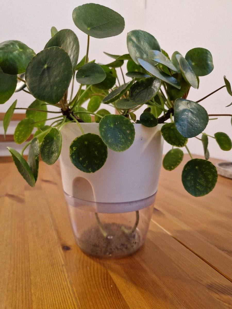 Pilea/ Ufopflanze/ Chinesischer Geldbaum (inklusive Bewsserungstopf) - gro,   20,- (8020 Lend) - willhaben