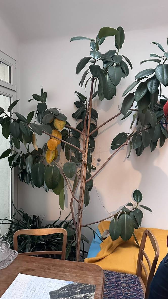 mini monstera care Philodendron Mini Monstera Minima main image 0