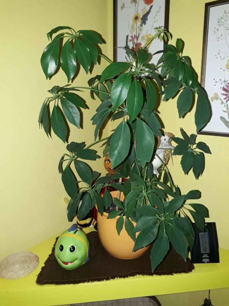 pachira variegata Money Tree F. Splash variegated