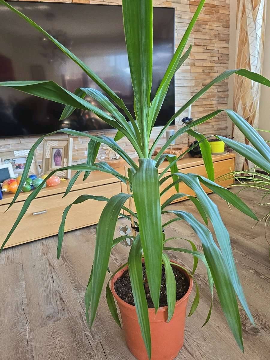 Riesen Palmlilie,  18,- (6121 Baumkirchen) - willhaben