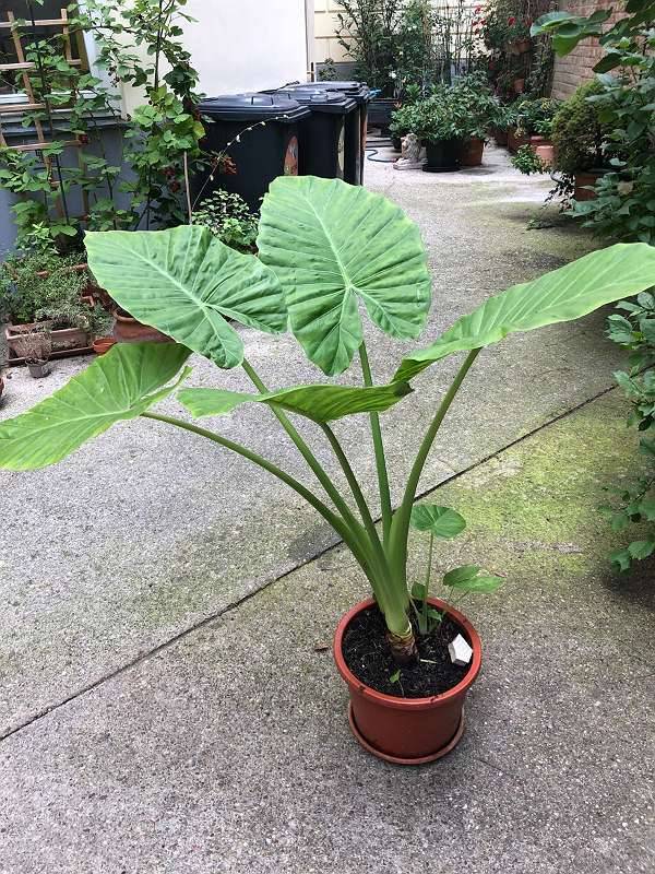 Elefantenohr/ Alocasia,  120,- (1040 Wien) - willhaben