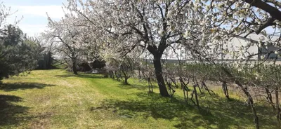 4-Zimmer-Haus kaufen in Neusiedl am See – 360 m², € 374.000 – Bild 44 von 44