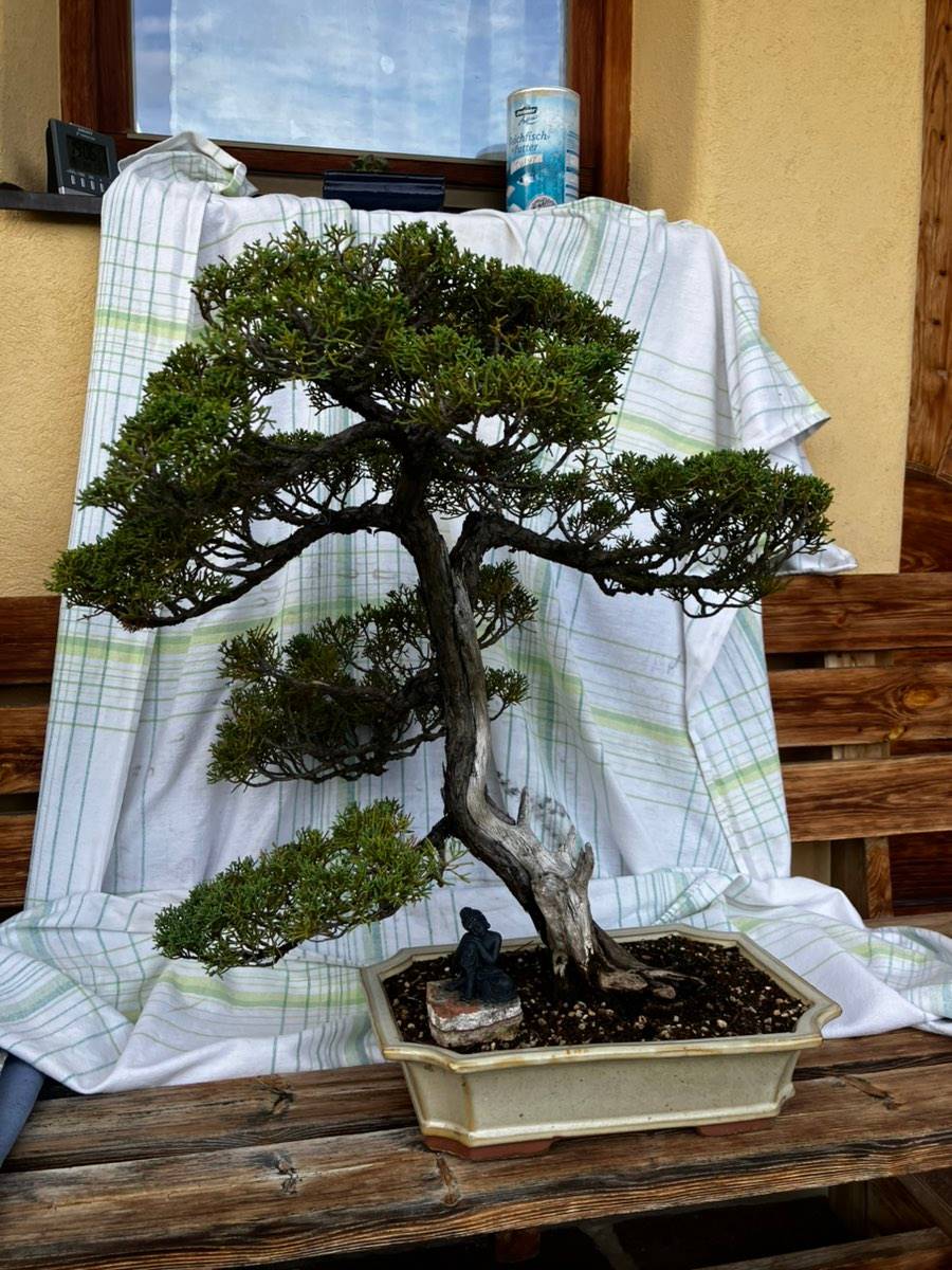 fächerahorn bonsai kaufen Acer deshojo main image 1