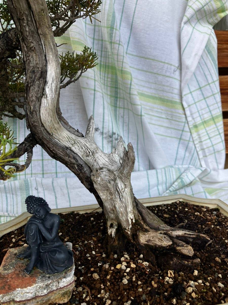 korkenzieherhasel bonsai Corylus avellana 'Contorta' (Korkenzieher-Hasel, Lockige Hasel) – Secret  Garden Plant Shop main image 1
