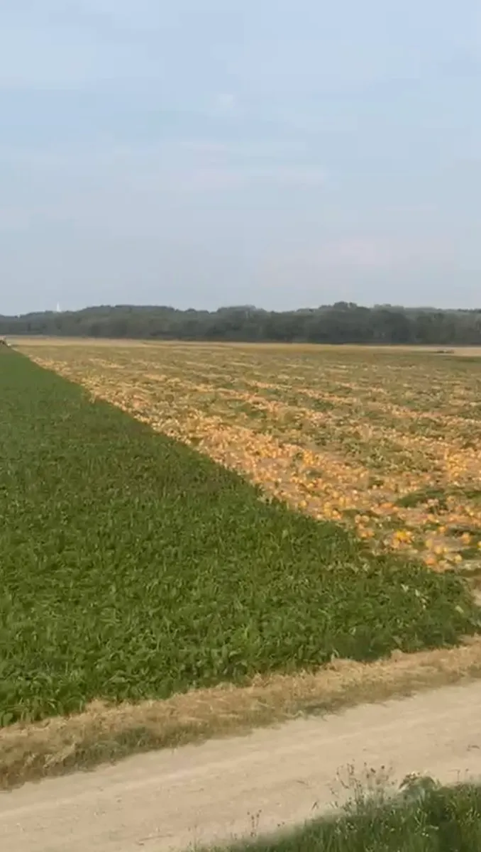 Ackerfeld im Bereich LOBAU. ! ZU iNFOMIEREN! Wie ich im Bild angedeutet habe, befindet sich der Bereich, der wie ein Wiener Schild aussieht, teilweise innerhalb der Wiener Stadtgrenzen. - Ansicht 2