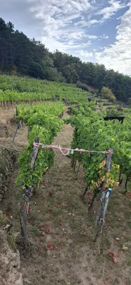 Grundstück kaufen in Krems Land – 2 300 m², € 57.500 – Bild 4 von 7