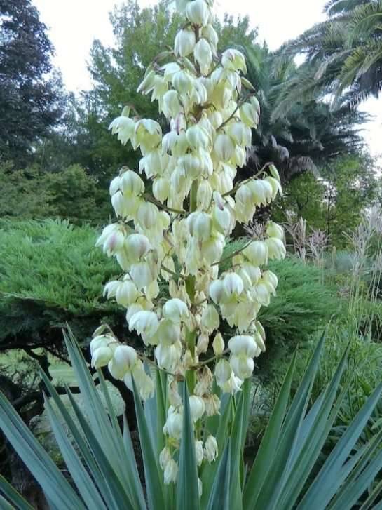 Yucca - Palmlilie winterhart,  5,- (2291 Lassee) - willhaben