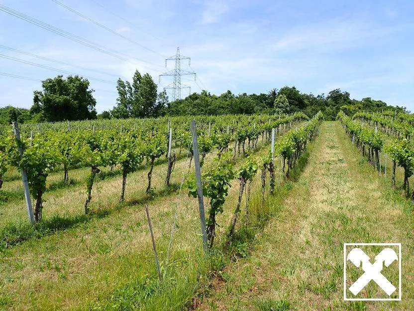 SELTENE GELEGENHEIT: WEINGÄRTEN IN ENGELMANNSBRUNN, FELS AM WAGRAM, RUPPERSTHAL UND THÜRNTHAL - WEINGARTEN, LANDWIRTSCHAFTLICHE FLÄCHE – pohled 2