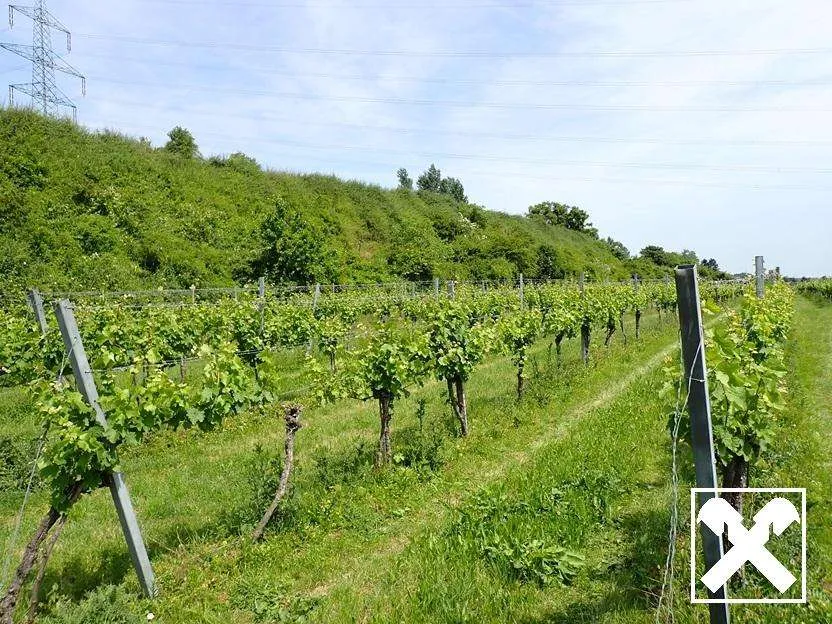 SELTENE GELEGENHEIT: WEINGÄRTEN IN ENGELMANNSBRUNN, FELS AM WAGRAM, RUPPERSTHAL UND THÜRNTHAL - WEINGARTEN, LANDWIRTSCHAFTLICHE FLÄCHE – pohled 3