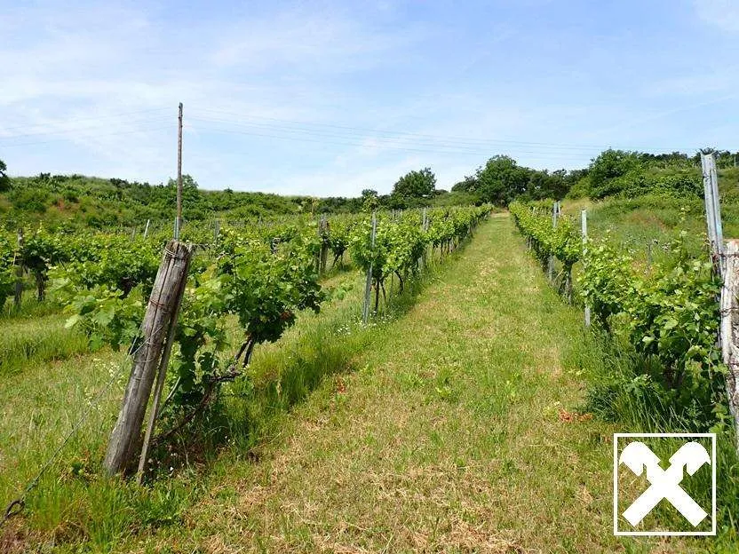 SELTENE GELEGENHEIT: WEINGÄRTEN IN ENGELMANNSBRUNN, FELS AM WAGRAM, RUPPERSTHAL UND THÜRNTHAL - WEINGARTEN, LANDWIRTSCHAFTLICHE FLÄCHE, Engelmannsbrunn