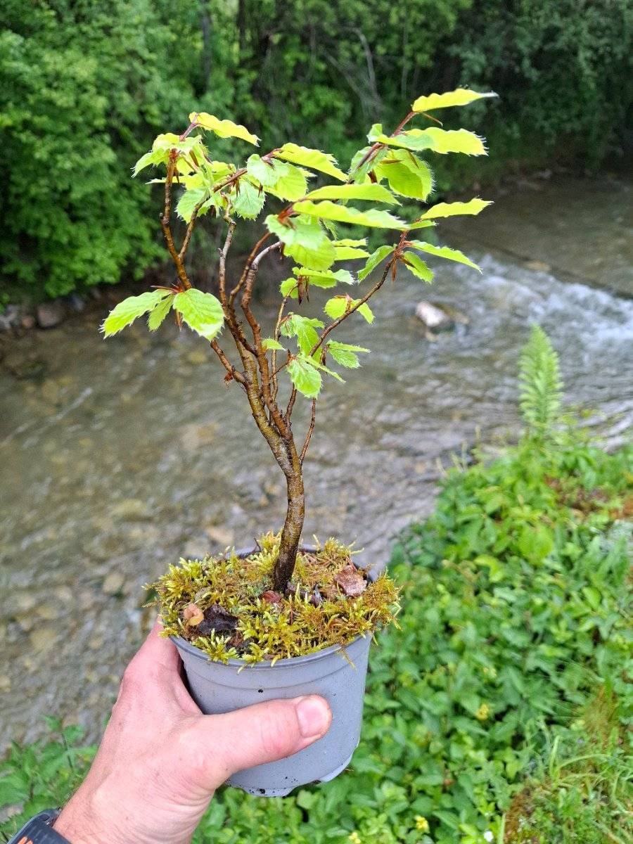 Buche Pre - Bonsai. Ca 25 cm hoch.,  9,- (5500 Pham) - willhaben