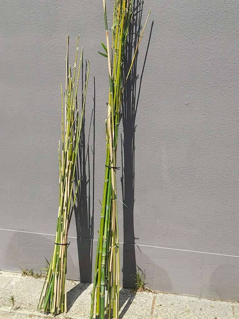 Bambus Rankhilfe/ Rankgitter/ Pflanze/ Garten,  18,- (1180 Wien) -  willhaben