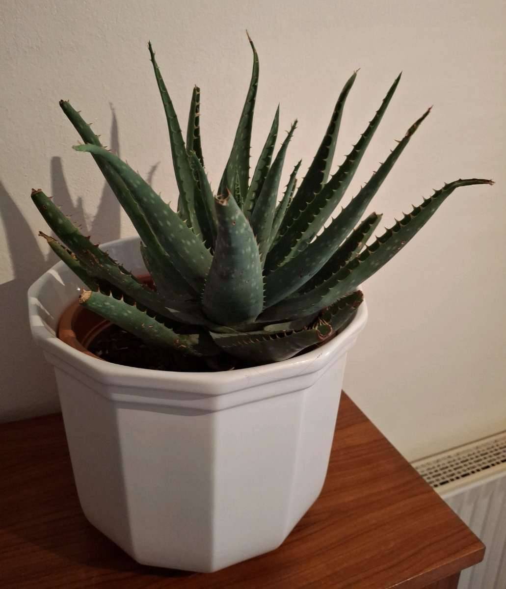 BERTOPF 12-eckig D: 30cm (mit Aloe Vera),  15,- (5163 Mattsee) - willhaben