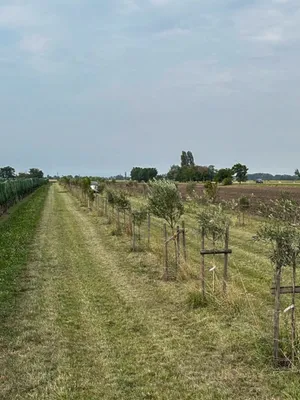 Grundstück kaufen in Neusiedl am See – 7 992 m², € 45.000 – Bild 2 von 13