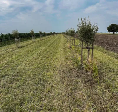 Grundstück kaufen in Neusiedl am See – 7 992 m², € 45.000 – Bild 3 von 13