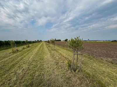 Grundstück kaufen in Neusiedl am See – 7 992 m², € 45.000
