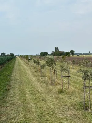 Grundstück kaufen in Neusiedl am See – 7 992 m², € 45.000 – Bild 8 von 13