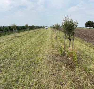 Grundstück kaufen in Neusiedl am See – 7 992 m², € 45.000 – Bild 9 von 13