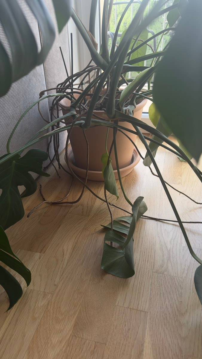 Monstera Zimmerpflanze Pflanze mit Ikea Tontopf,  60,- (1190 Wien) -  willhaben