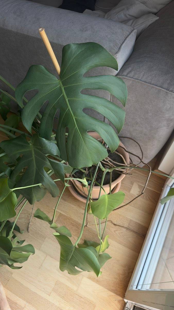 Monstera Zimmerpflanze Pflanze mit Ikea Tontopf,  60,- (1190 Wien) -  willhaben