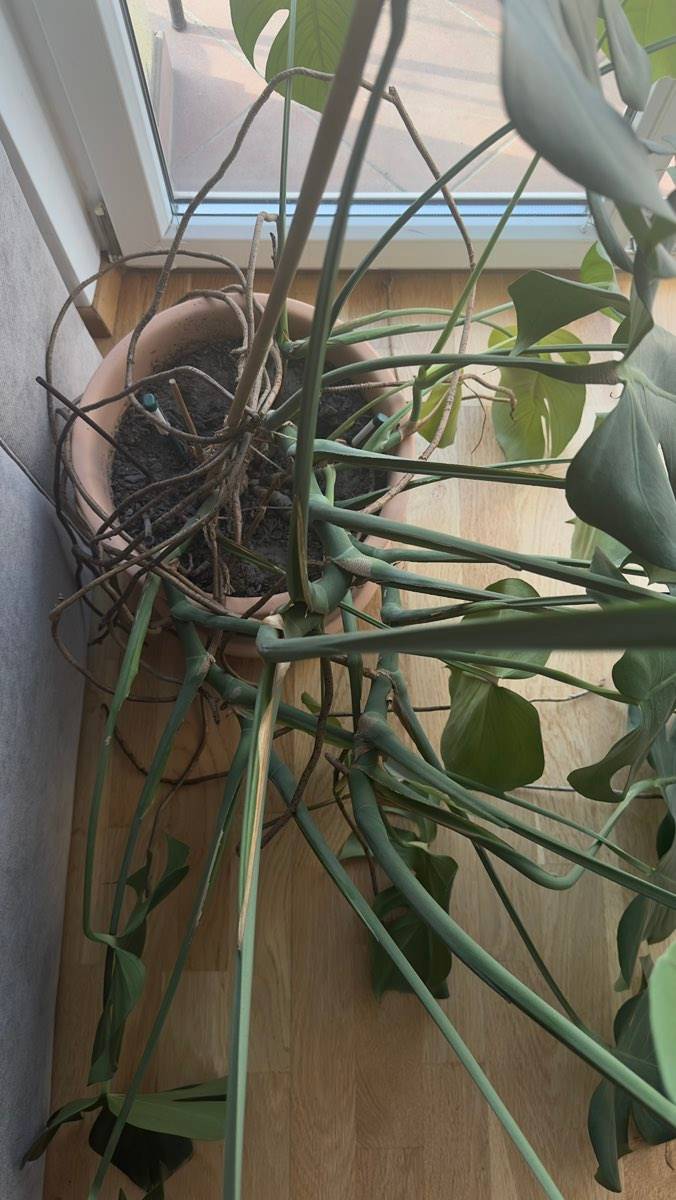 monstera kaufen groß Monstera XL | Monstera deliciosa