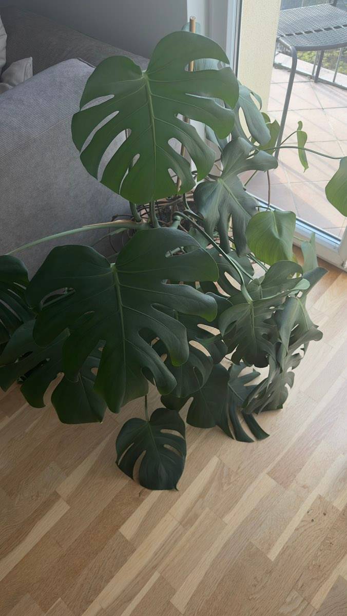 ufopflanze pflegefehler Ufopflanze (Pilea peperomioides) kaufen