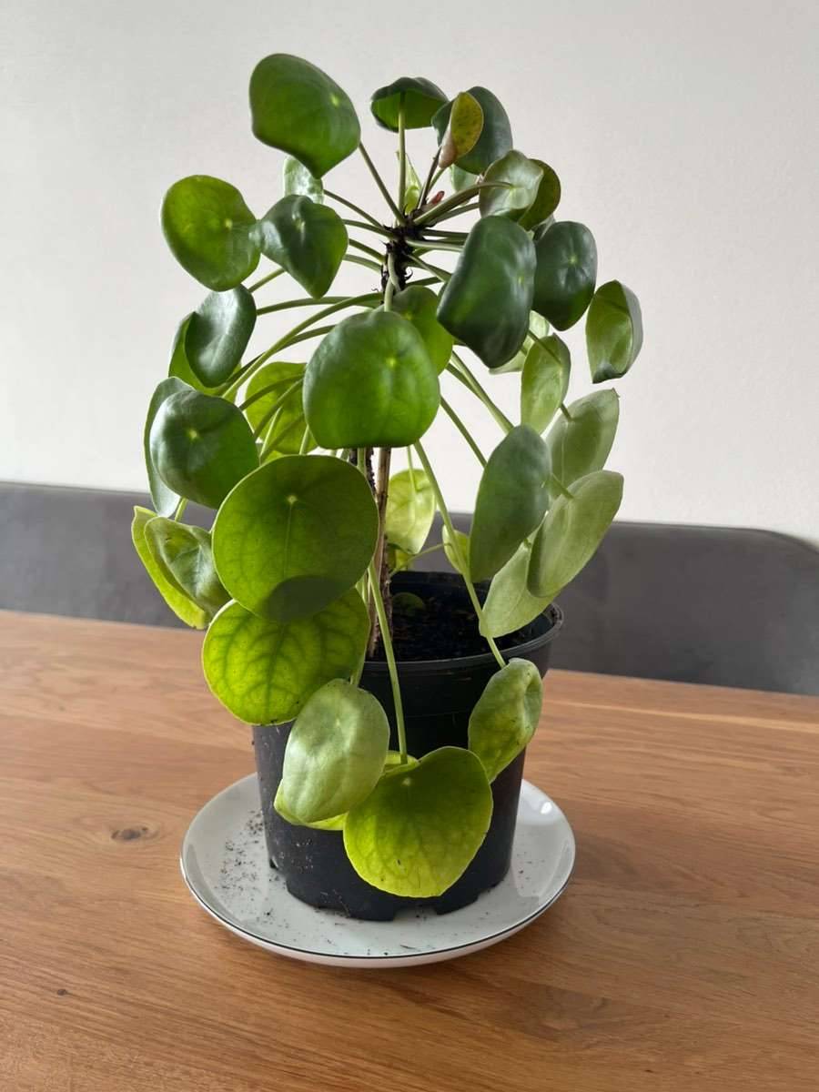 ficus radicans variegata Ficus Robusta Variegata – Adplants main image 0