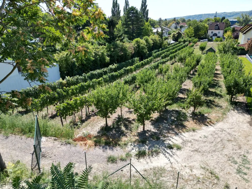 Villenbaugrund in der Langenzersdorfer Kellergasse am Fuße des Bisambergs - Ansicht 3