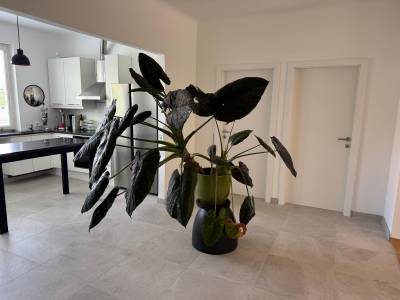 Südseitiges Penthouse im Cottageviertel | 130 m² + 20 m² Balkon + Garage