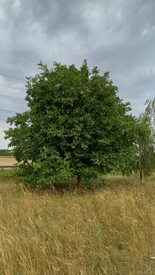 Grundstück kaufen in Horn – 575 m², € 5.000 – Bild 7 von 21