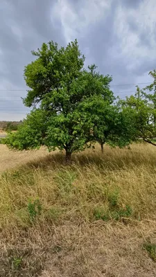 Grundstück kaufen in Horn – 575 m², € 5.000 – Bild 8 von 21