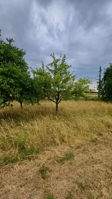 Grundstück kaufen in Horn – 575 m², € 5.000 – Bild 6 von 21