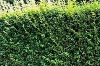 500STK LIGUSTER HECKENPFLANZE STECKLINGE,  0,- (3312 Oed) - willhaben