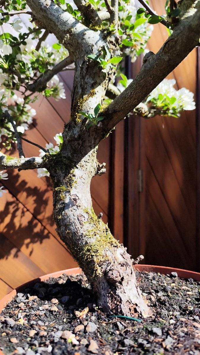 Vatertaggeschenk - Malus evereste - Bonsai,  300,- (8523 Frauental an der  Lanitz) - willhaben