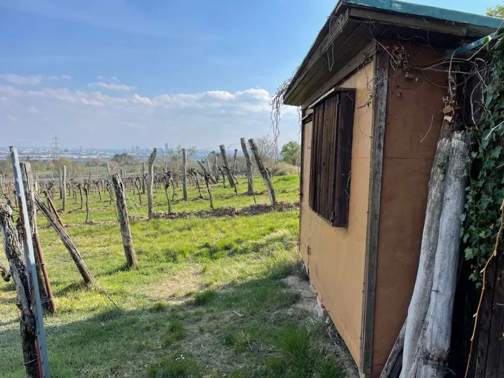 Weingarten mit Gartenhütte zu vermieten - Visning 2