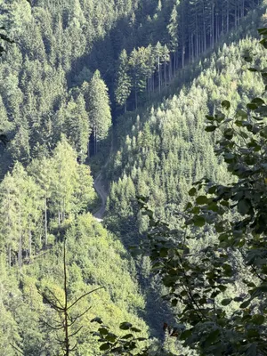 Immobilie kaufen in Bruck-Mürzzuschlag – 326 760 m² – Bild 5 von 12