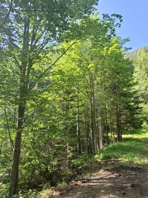 Immobilie kaufen in Bruck-Mürzzuschlag – 326 760 m² – Bild 4 von 12