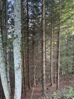 Immobilie kaufen in Bruck-Mürzzuschlag – 326 760 m² – Bild 7 von 12