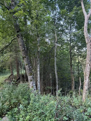 Immobilie kaufen in Bruck-Mürzzuschlag – 326 760 m² – Bild 11 von 12