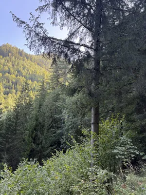 Immobilie kaufen in Bruck-Mürzzuschlag – 326 760 m² – Bild 6 von 12