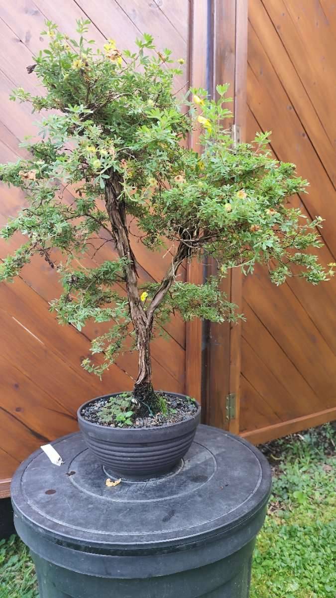 Potentilla fruticosa - Bonsai,  160,- (8523 Frauental an der Lanitz) -  willhaben